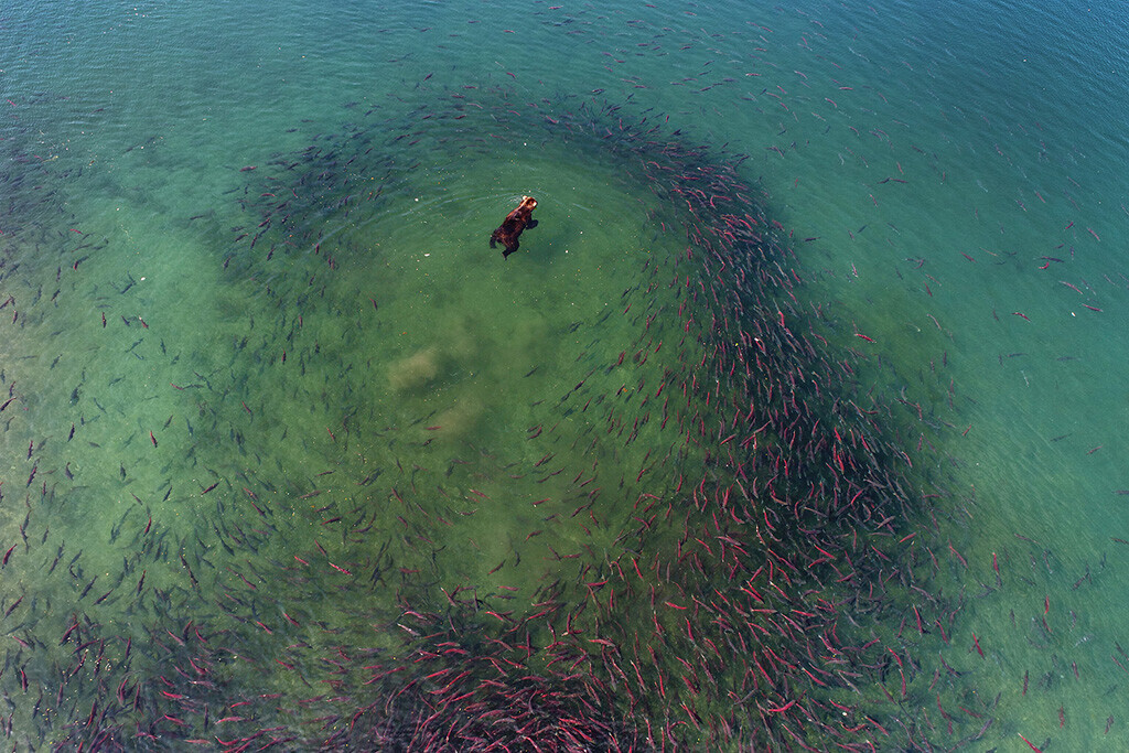 Seekor beruang dan salmon.