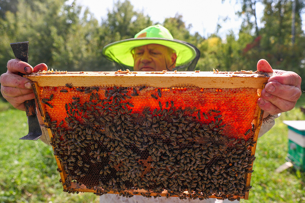 Beekeeper Yevgeny Agibalov works in his bee yard in Tselinny District.