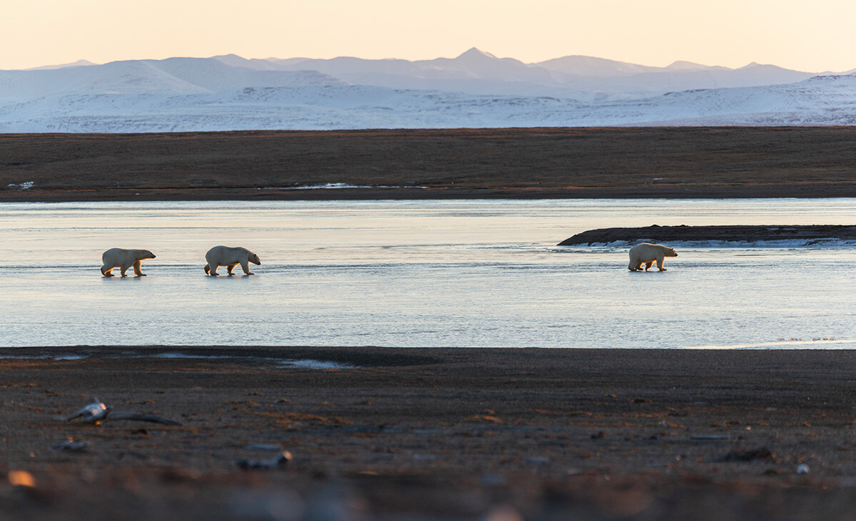 Des ours de Tchoukotka, le Grand Nord de l'Extrême-Orient russe