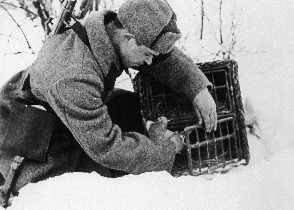 1942 г. Солдат А. Гончаров во время отправки голубя с донесением. 