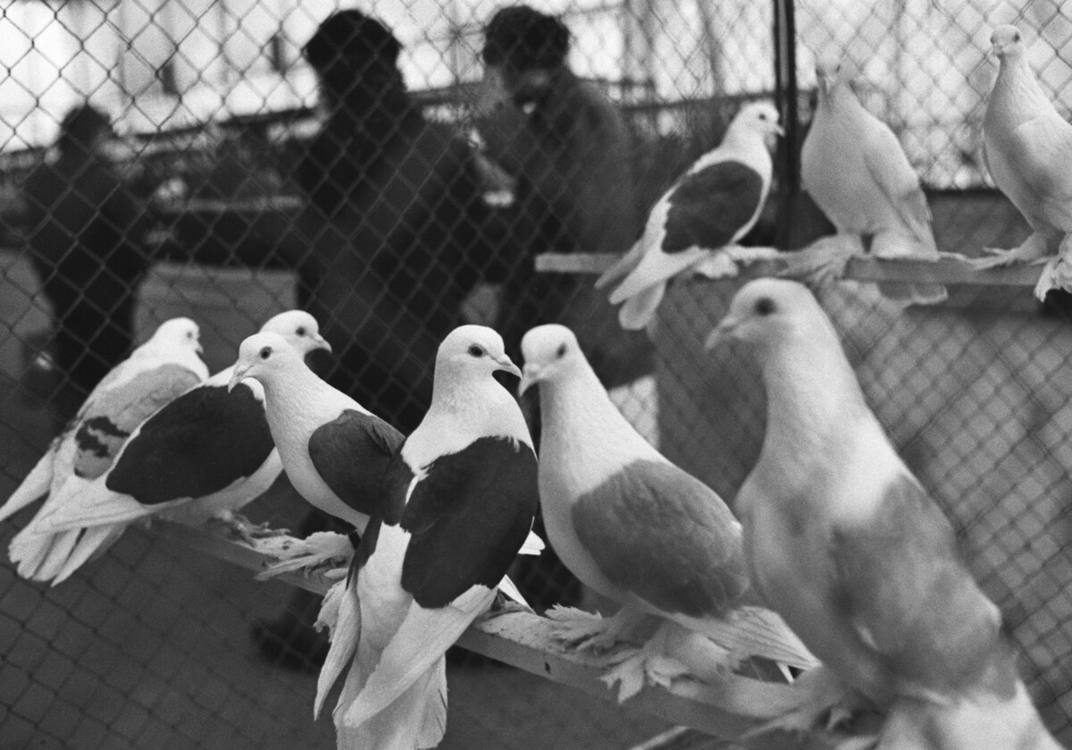 Pigeons de race présentés à une exposition au parc Sokolniki de Moscou en 1975 