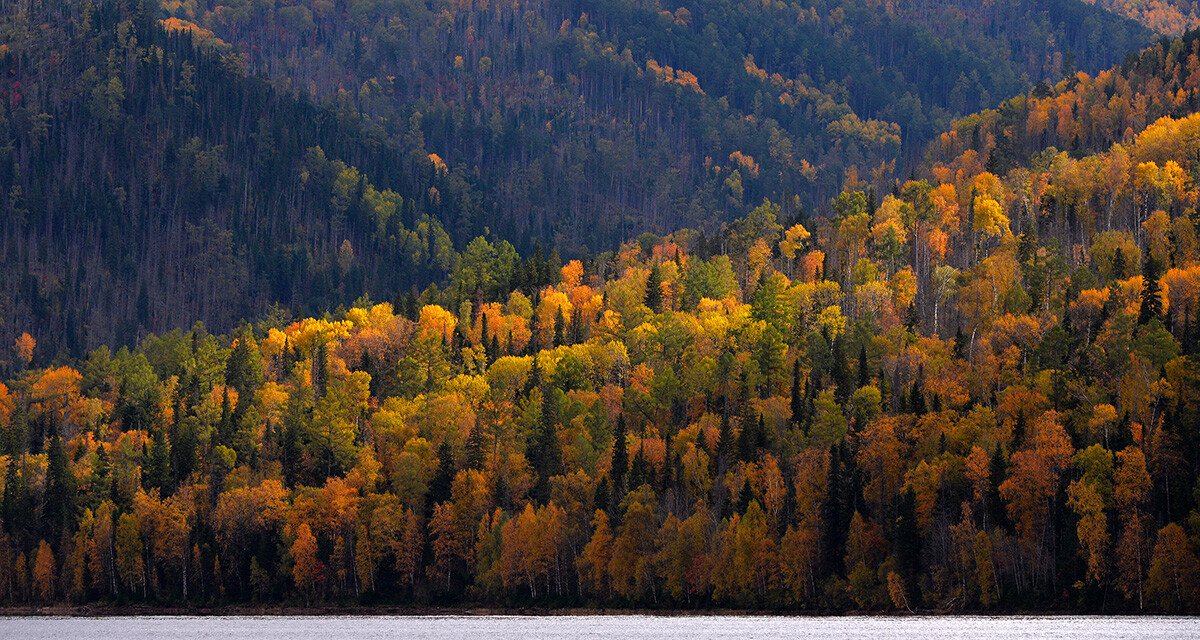 Sibirska tajga v jesenskih barvah na bregovih reke Jenisej v Krasnojarsku