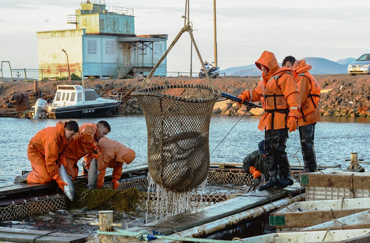 Catching fish on the coast of the Bering Sea in Anadyr district.