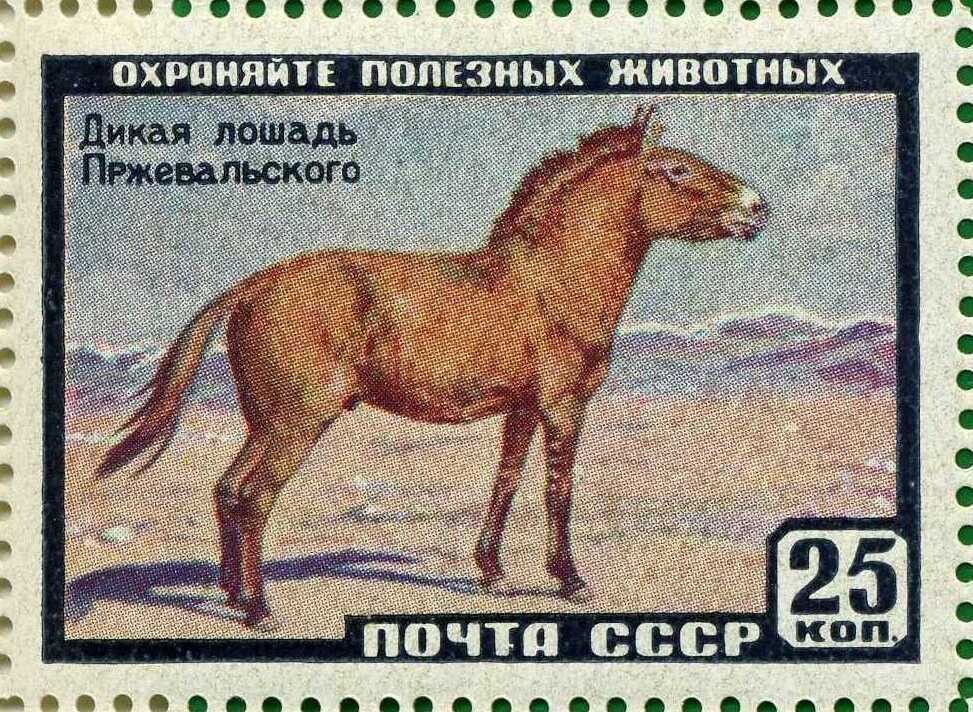 Sello soviético dedicado al caballo de Przhevalski.