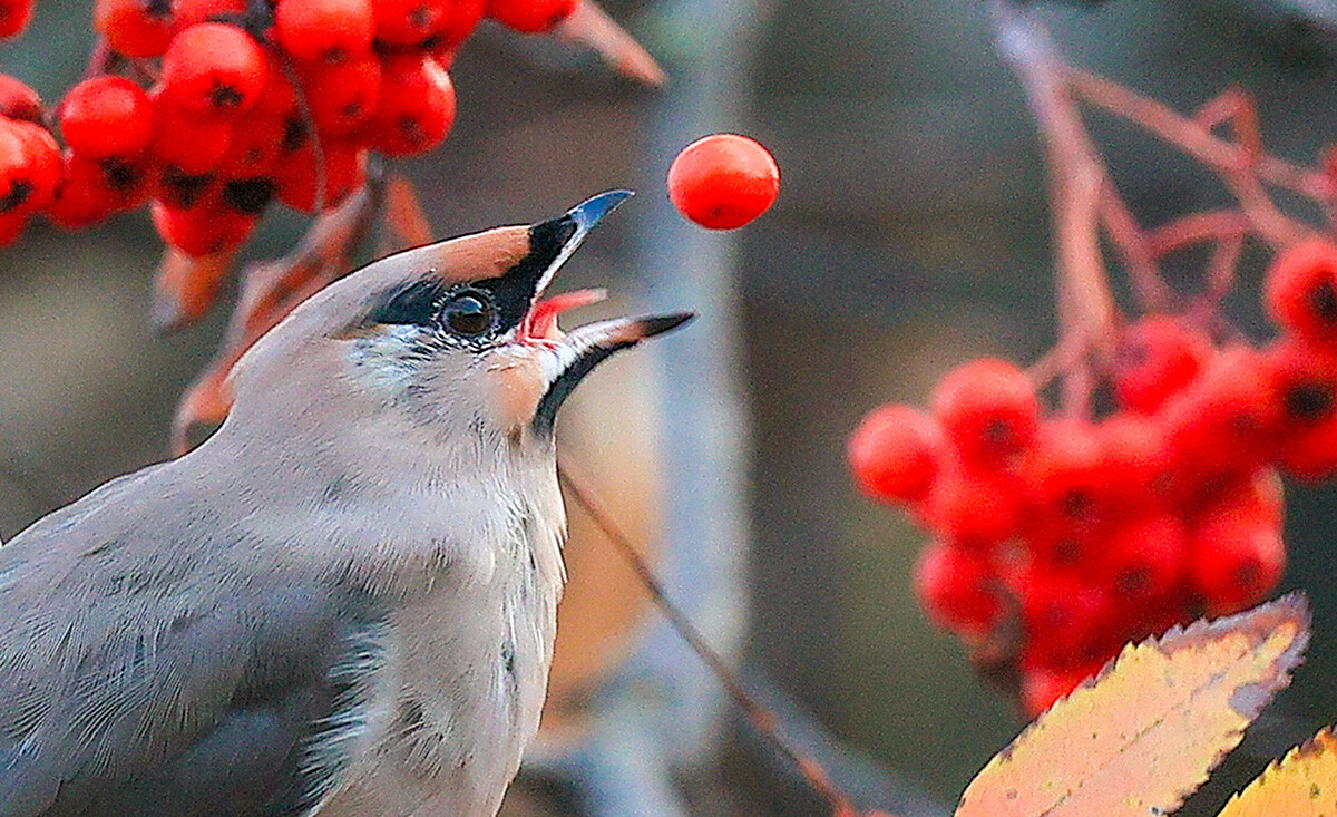  Копринарка на офикова клонка, Ивановска област 