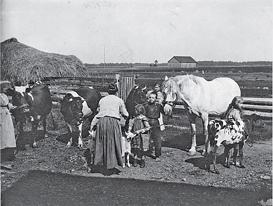 Viehbestand im Haushalt einer Kolonisten-Familie, Wesjolyj-Siedlung, 1920. 