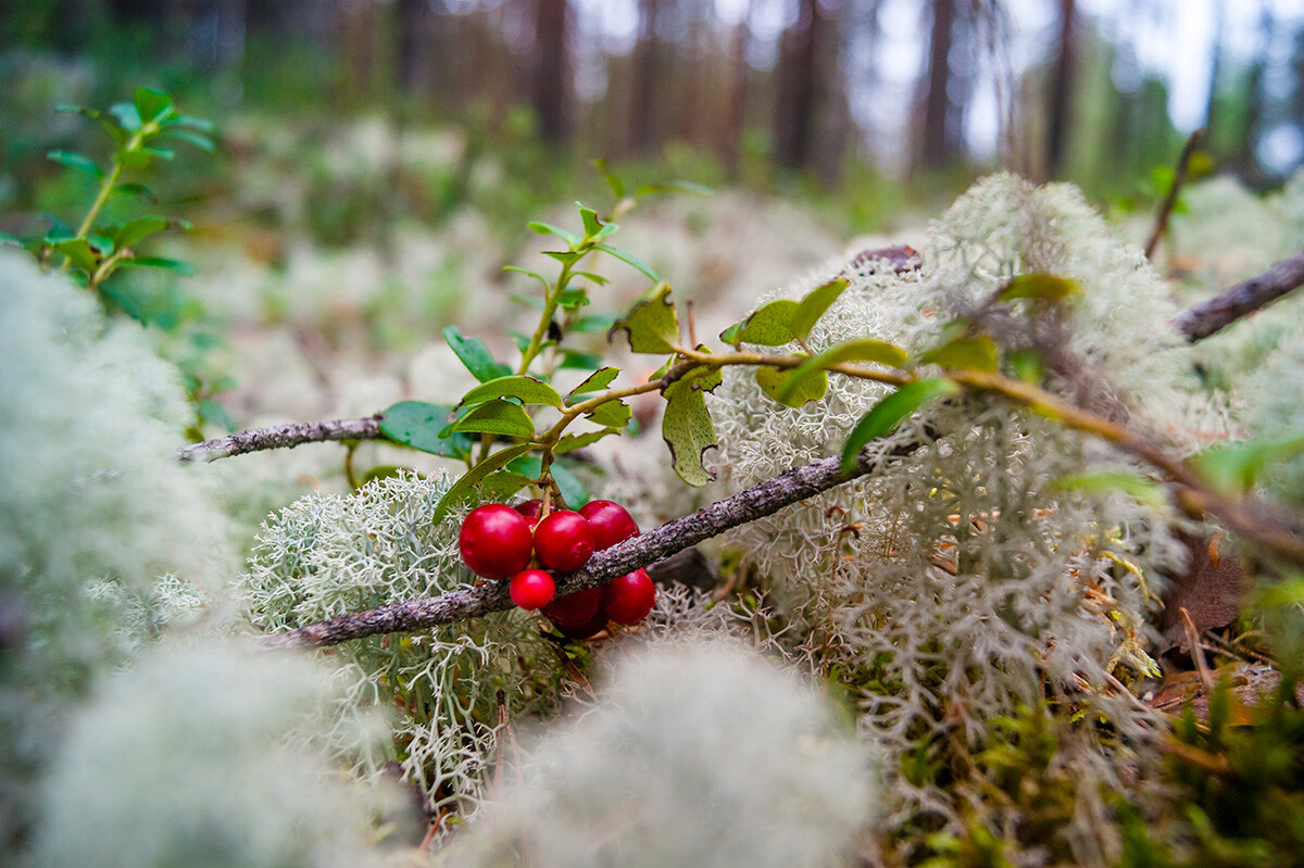 Cranberry