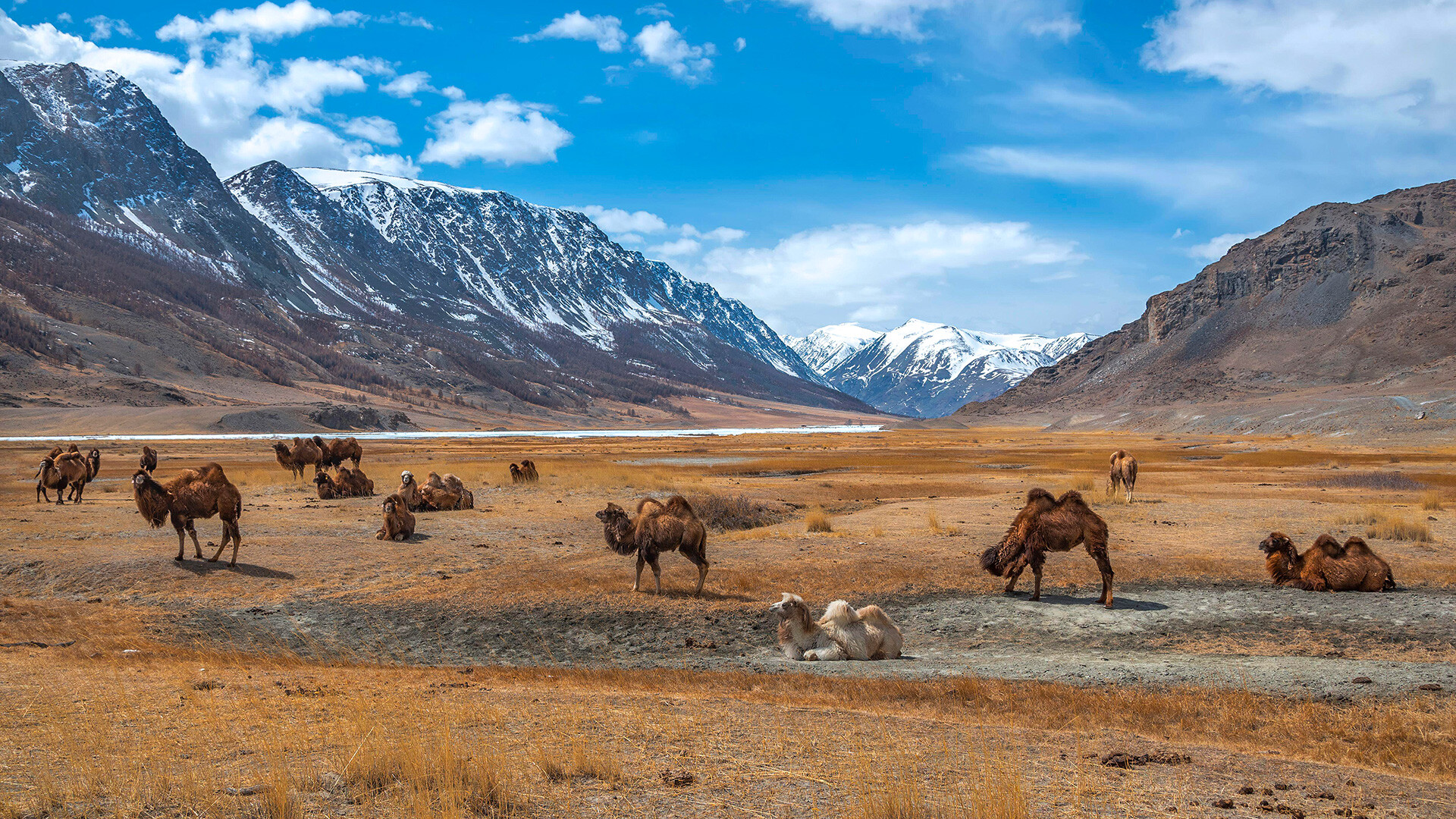 Slikovita spomladanska pokrajina s čredo prikupnih kamel, ki se pasejo v stepi z zasneženimi gorami, modrim nebom in oblaki v ozadju. Altaj, Rusija 