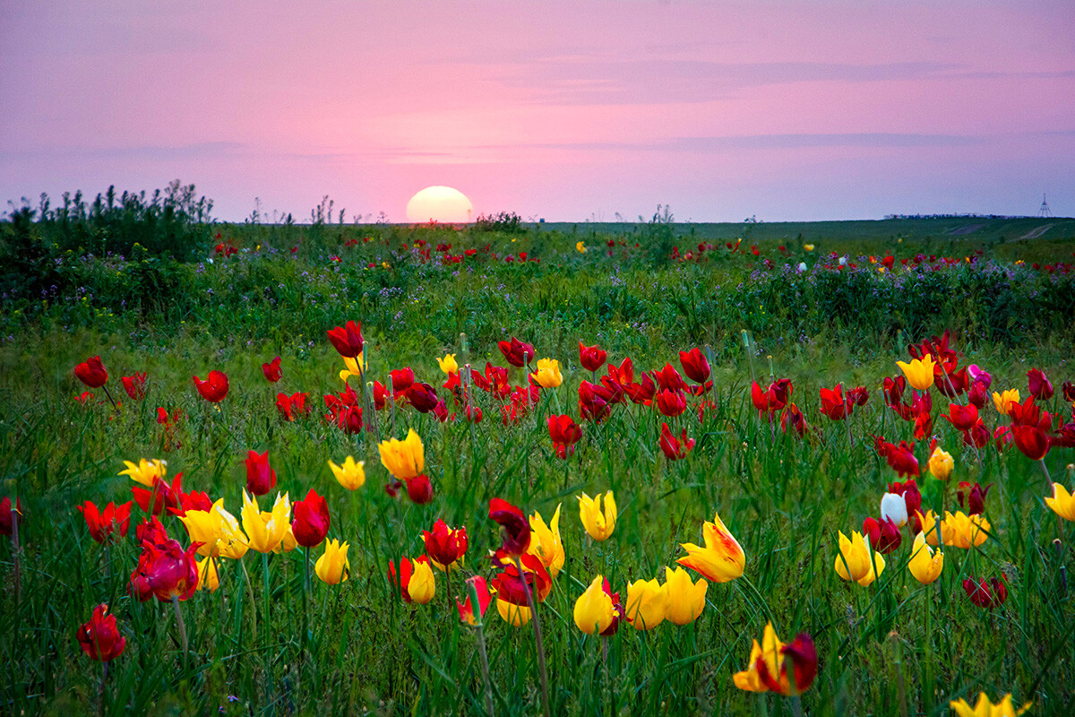 Cvetoči tulipani v Kalmikiji