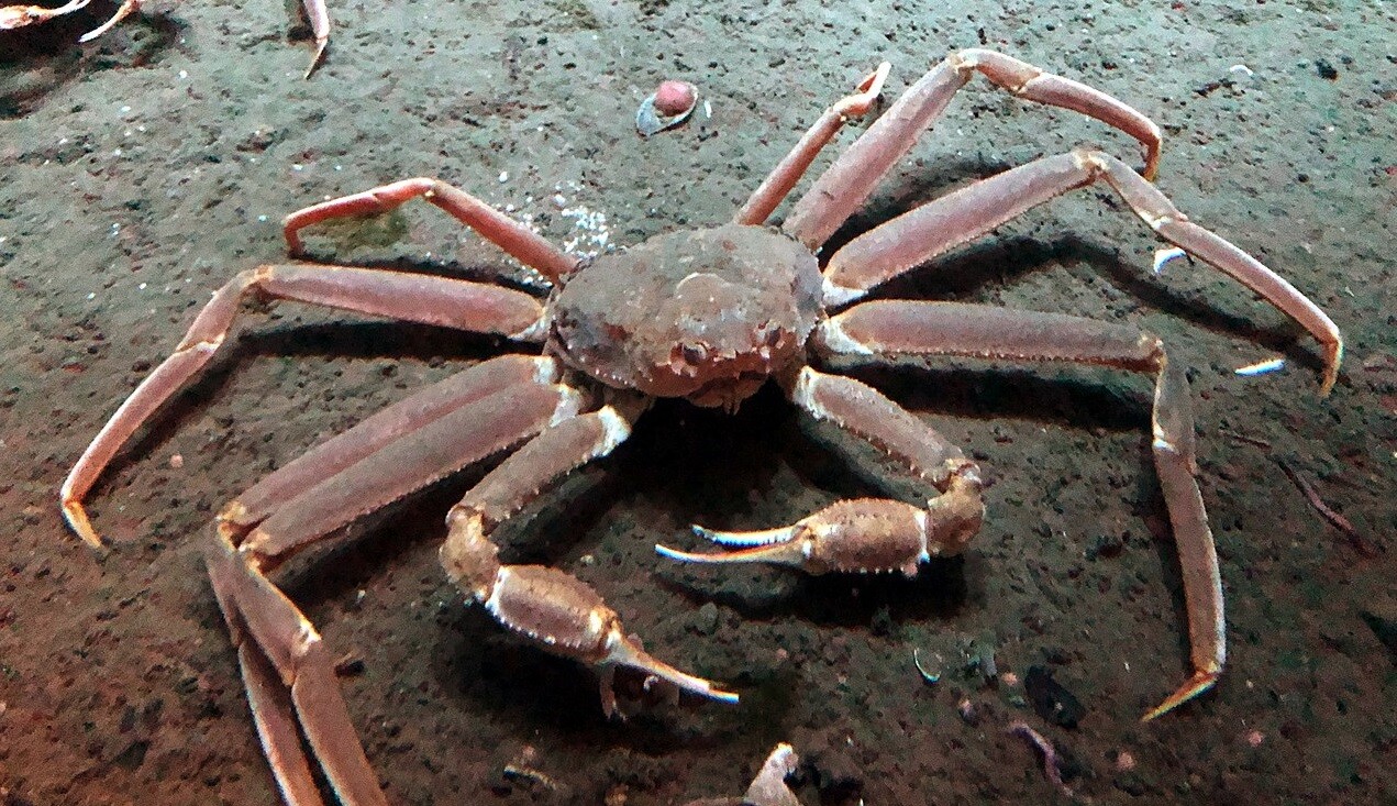 Totti (CC BY-SA 4.0)