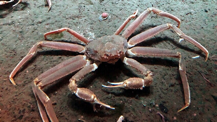 Totti (CC BY-SA 4.0)