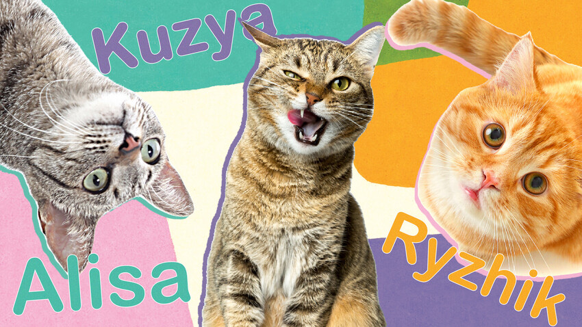 10 POPULAR Russian cat names!