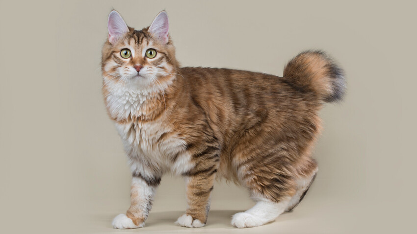 Kurilian bobtail hot sale cat