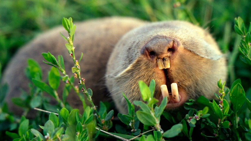 Olha o tamanho desse bicho! Ratazana gigante é capturada e deixa geral com  olhos arregalados de medo - Fotos - R7 Hora 7