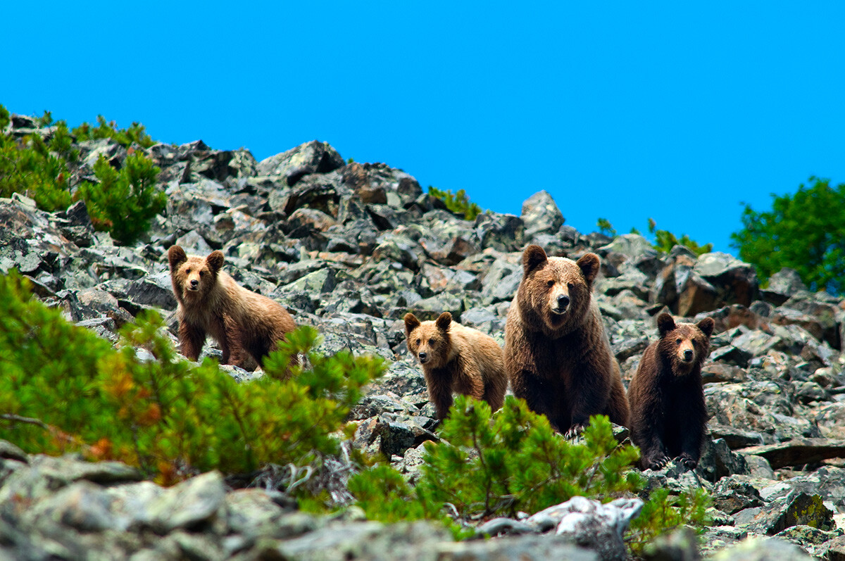 Un ours et ses trois petits dans la péninsule de Koni, réserve naturelle de Magadan