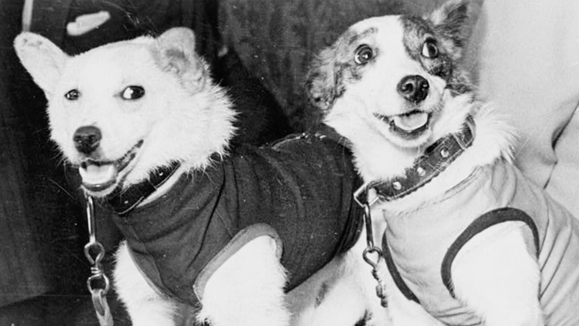 Фото белки и стрелки полетевших. Белка и стрелка полёт в космос 1958. Белка и стрелка 19 августа 1960 года. Белка и стрелка собаки космонавты. Собаки белка и стрелка в реальной жизни.