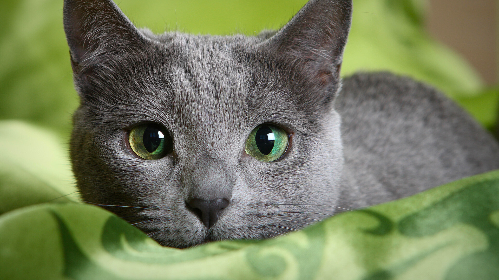 Cat Breeds Like Russian Blue At Margaret Cass Blog