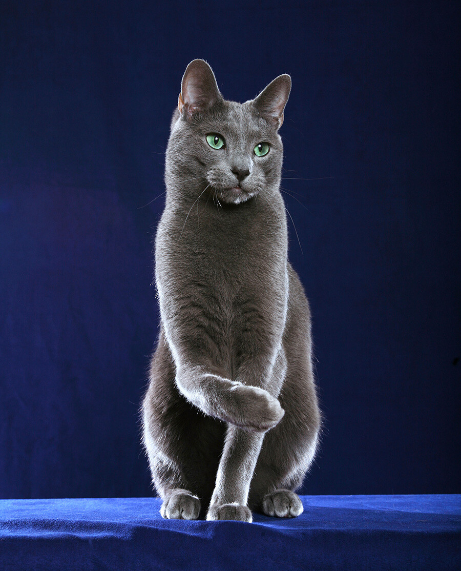 5 facts about the Russian Blue the aristocrat among cats (PHOTOS