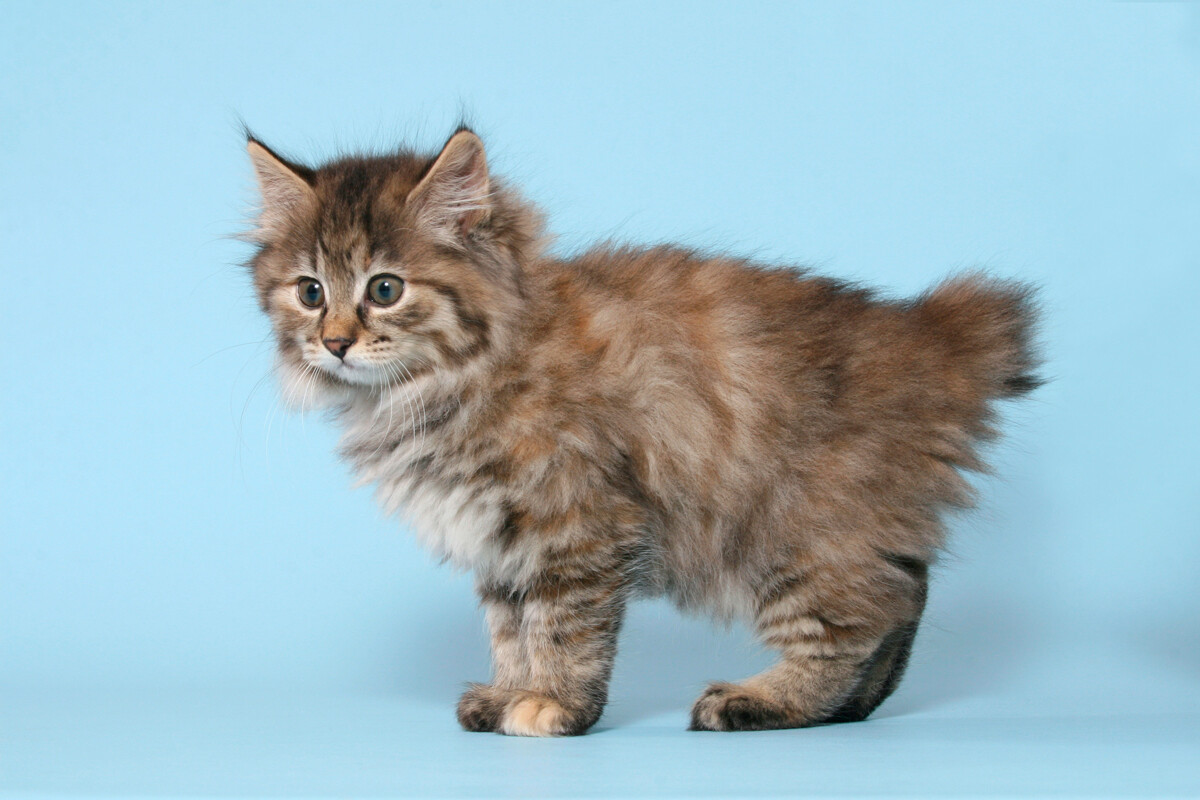 Russian blue hot sale bobtail cat