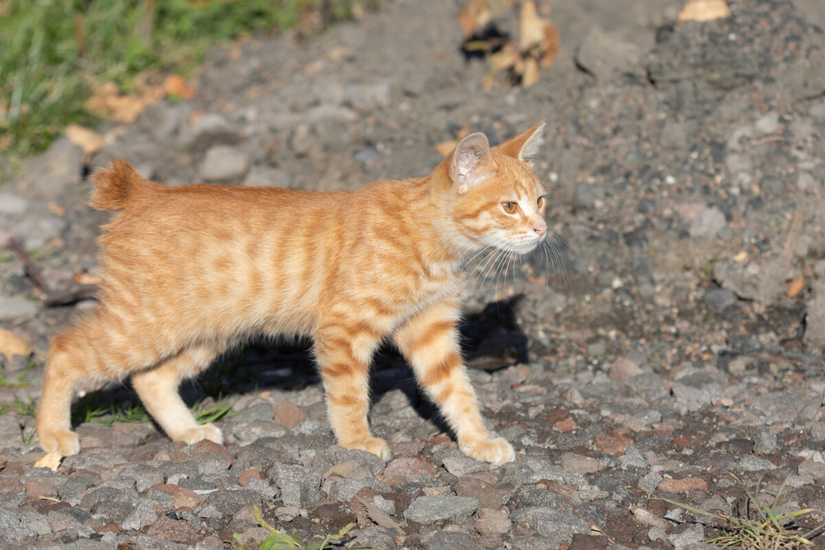 A cat in a wild nature.