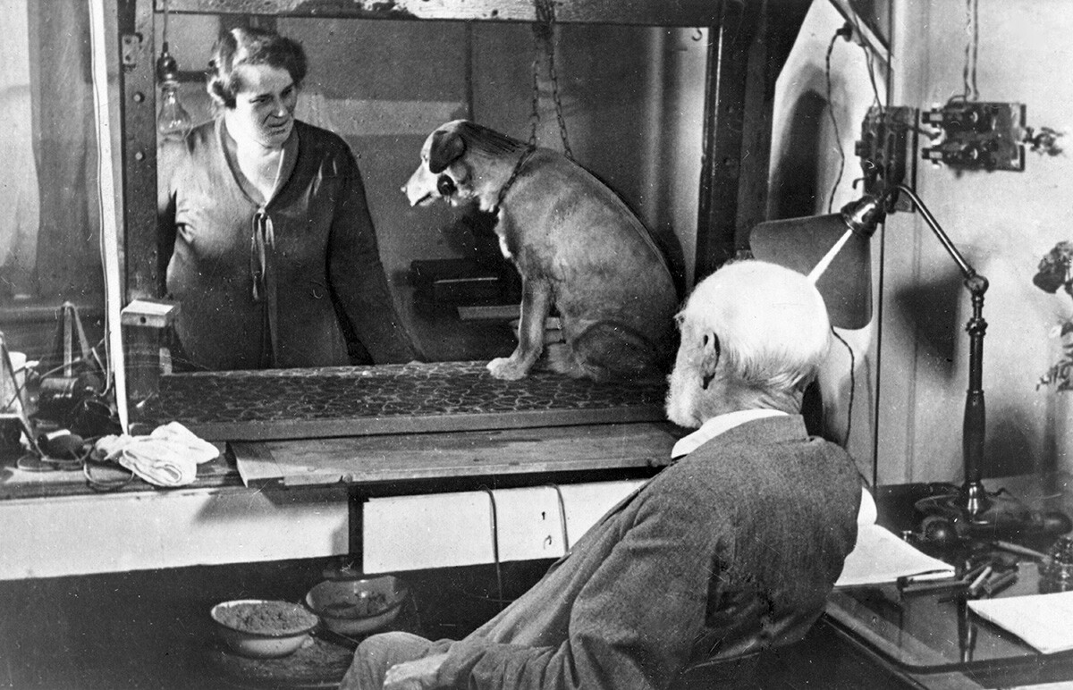 Iwan Pawlow beobachtet ein Experiment mit einem Hund, Sommer 1934.