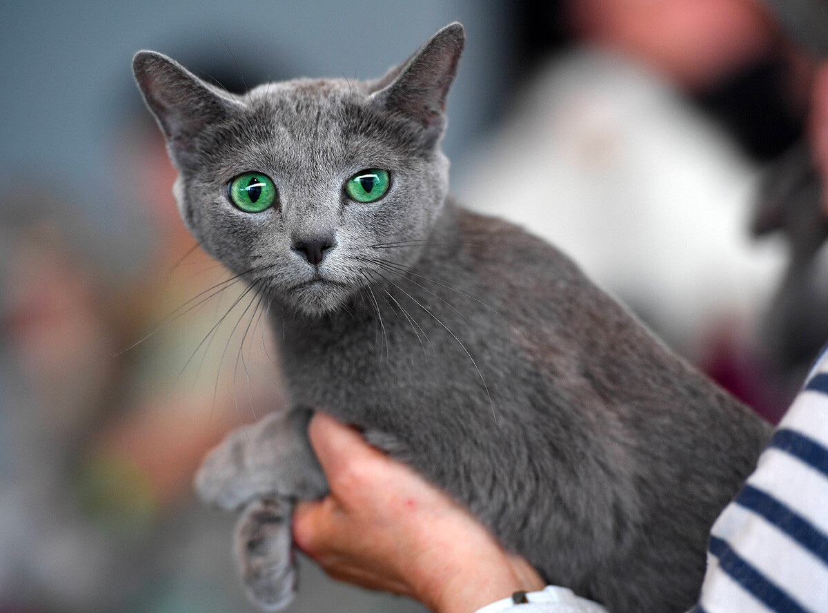  A Russian Blue At The International Pedigree Cat Show In Erfurt, Germany, 6 May 2017. Around 70 Exhibitors Are Showing Some 230 Animals At This Year's Shows According To The Organisers 