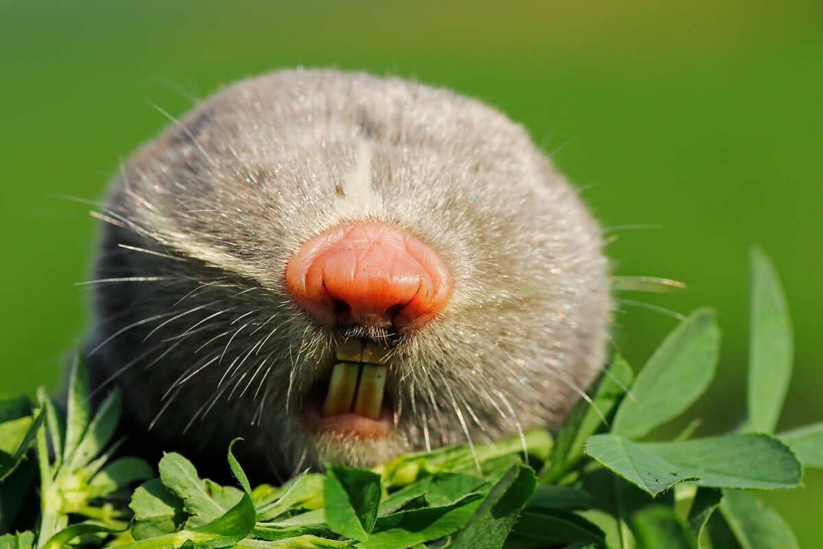 Olha o tamanho desse bicho! Ratazana gigante é capturada e deixa geral com  olhos arregalados de medo - Fotos - R7 Hora 7