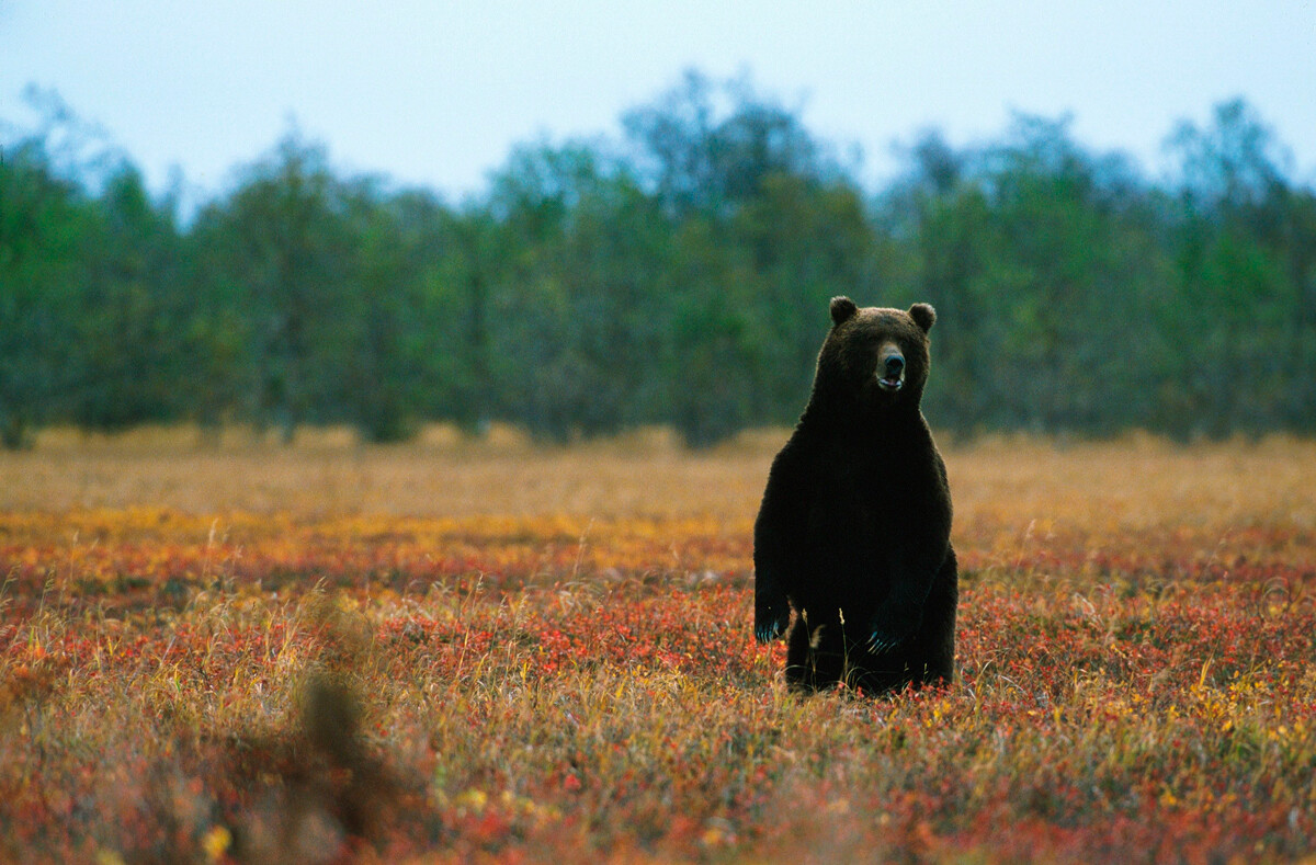 Irkujem, sveti kamčatski medved, v Rusiji leta 1999