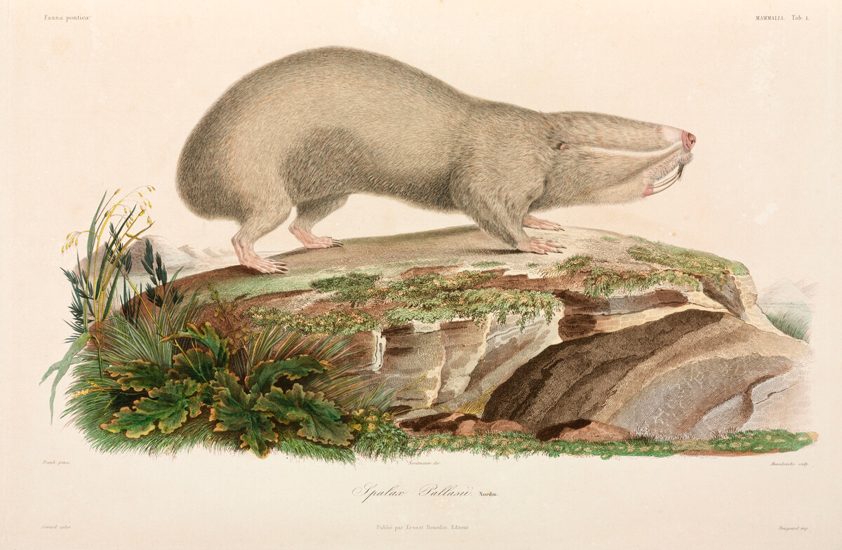 Illustration d'un rat-taupe de la mer Noire, 1837
