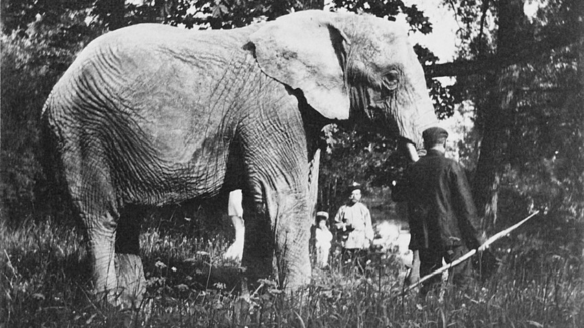 A royal elephant