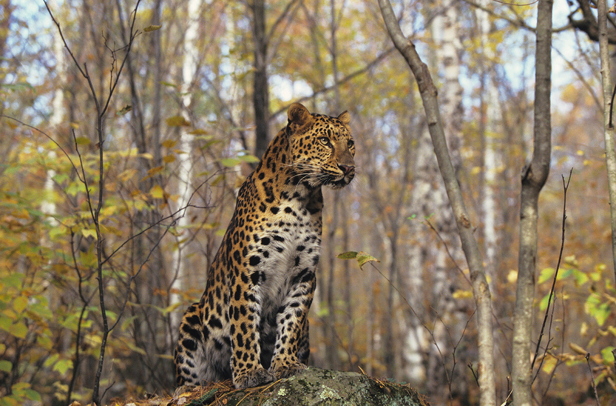 Amur leopard (Panthera pardus orientalis) sitting in forest, Siberia