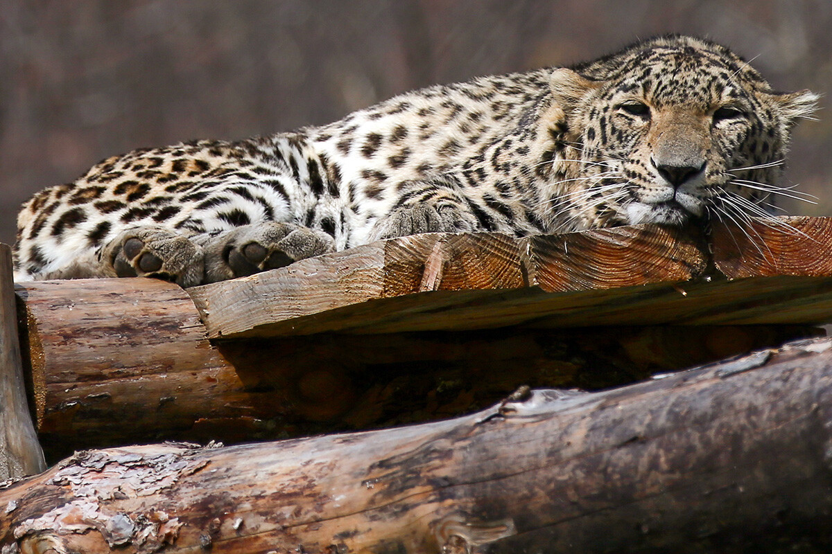SOCHI, RUSSIA – MARCH 23, 2020: A Persian leopard in an enclosure at the Centre for Reintroduction of the Leopard in Caucasus established at Sochi National Park to implement a programme of releasing animals capable of surviving on their own, back into the wild, 