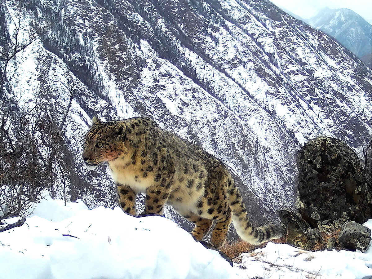 ALTAI REPUBLIC, RUSSIA - MAY 18, 2019: A snow leopard pictured by a trap camera at the Saylyugemsky National Park in Kosh-Agach District.