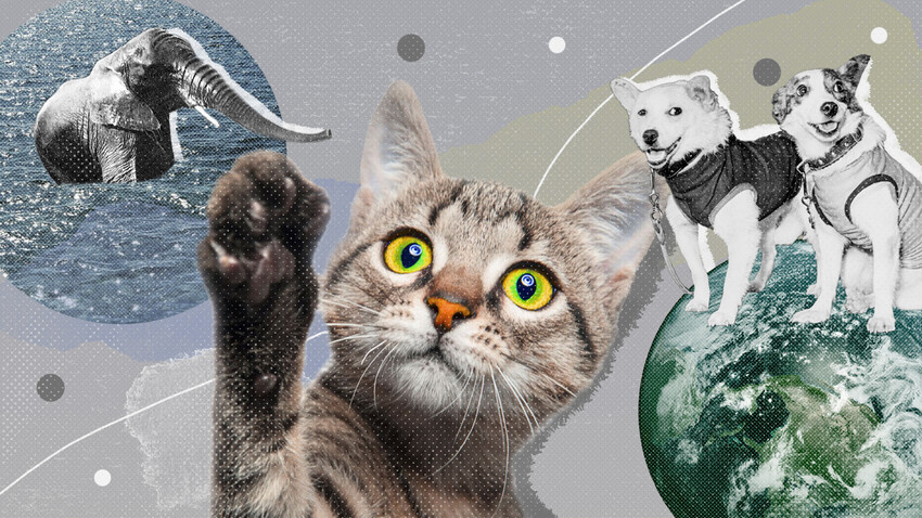 Mishkino Boshqirdiston bilan jinsiy aloqa Onlayn tomosha qilish uchun toliq metrajli porno filmlar