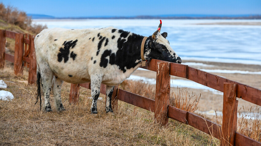 Якутска крава край река Лена