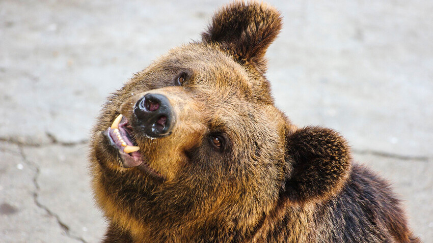 Usurijski rjavi medved 