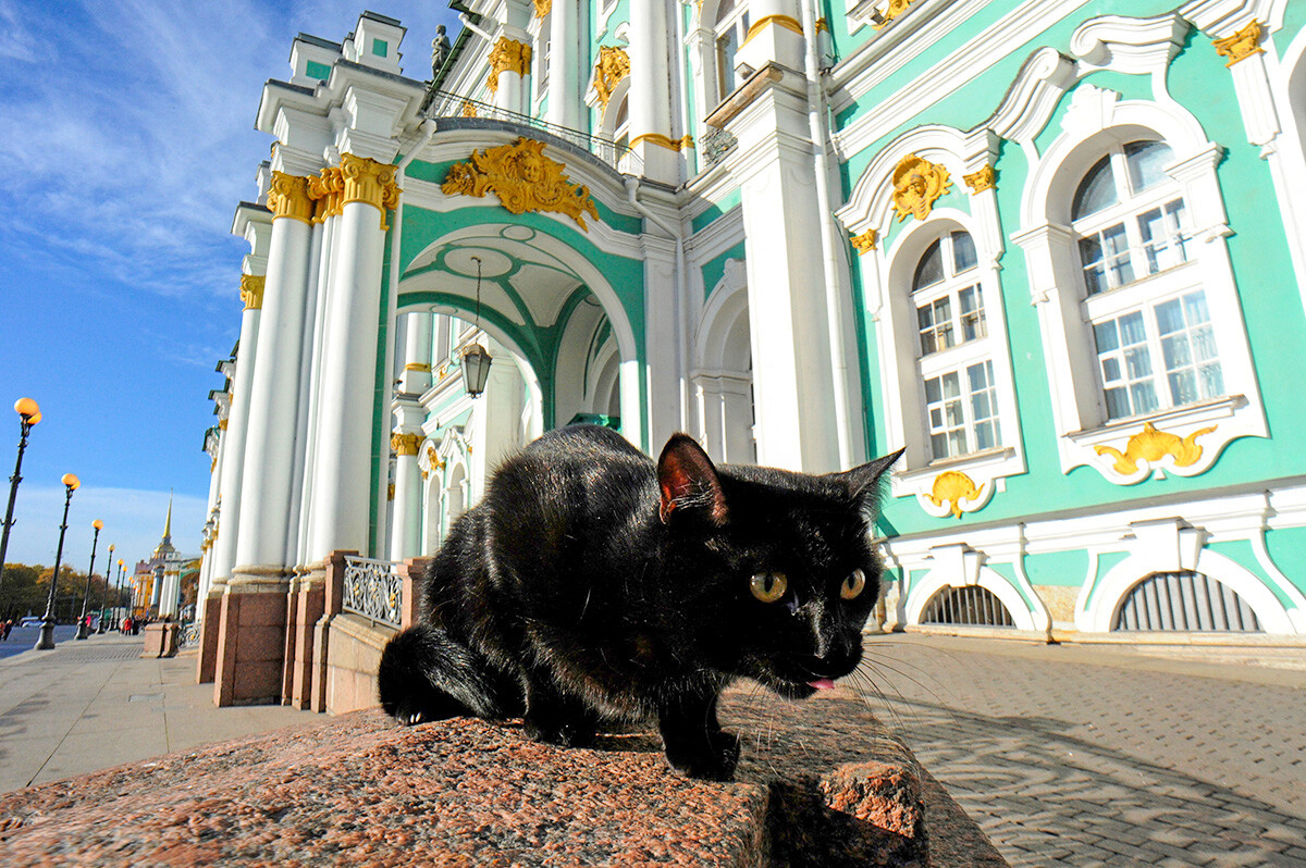 Seekor kucing berjalan di depan Museum Hermitage di Sankt Peterburg.