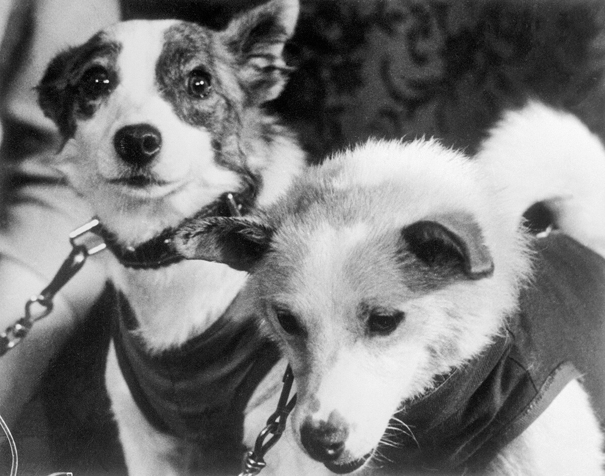 Anjing antariksa Soviet Strelka (kiri) dan Belka, 1960