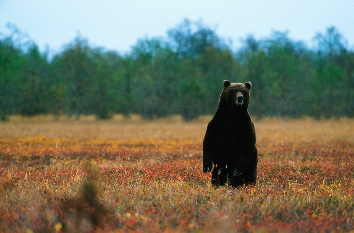 L'Irkuyem, l'orso sacro della Kamchatka, 1999