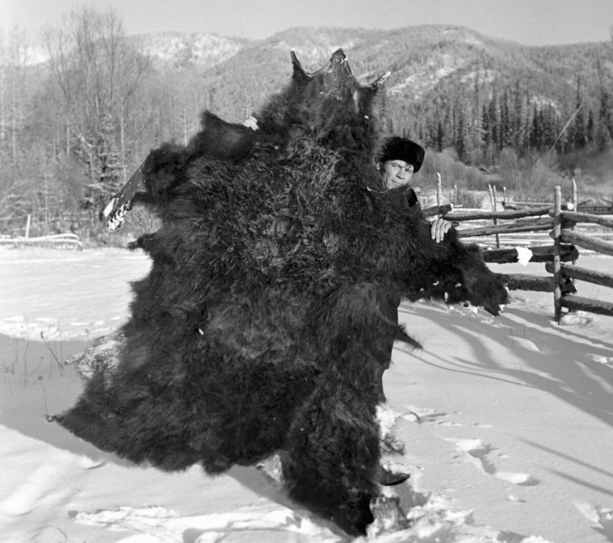 Seorang pemburu menunjukkan kulit beruang yang terbunuh, 1973, Republik Buryatia.