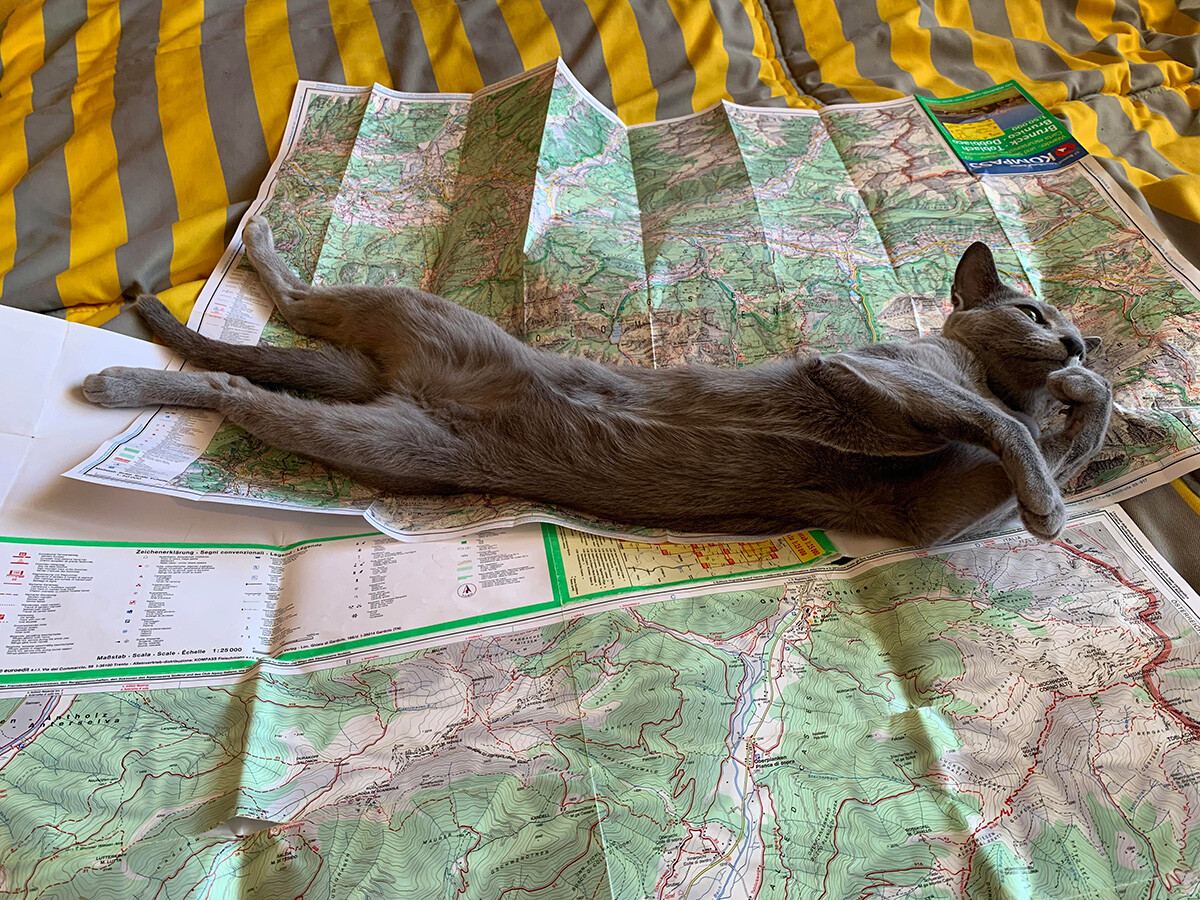 Ruska modra mačka, ki leži na zemljevidih
