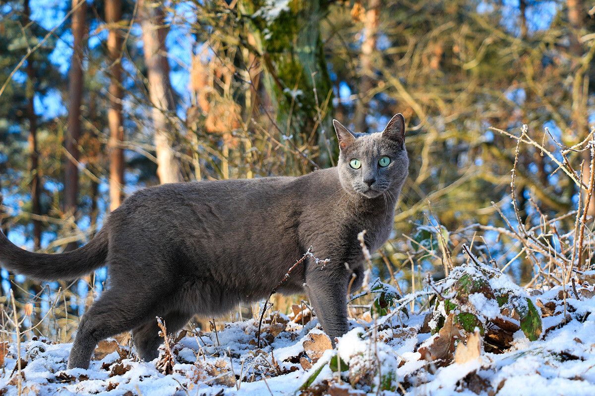 Čudovit posnetek ruske modre mačke v naravi