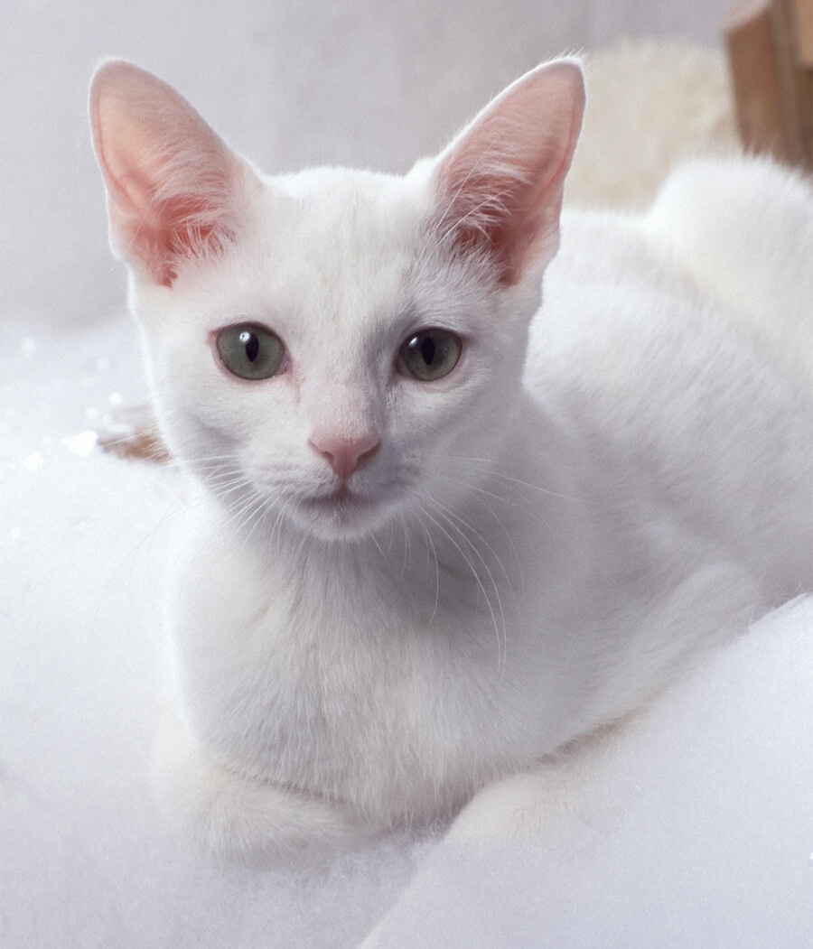Ruska bela mačka