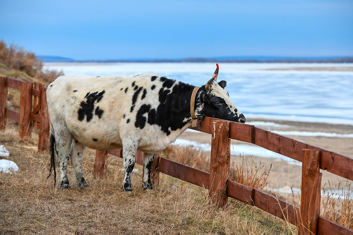 Јакутска крава код реке Лене. Ове краве су мале, имају густу зимску длаку, отпорне су на екстремно ниске температуре, а месо и млеко су веома цењени и хранљиви.