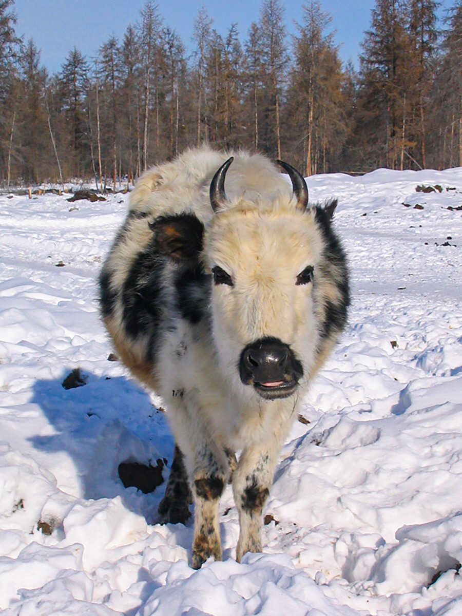 Anak sapi yakutia di Distrik Eveno-Butantay.