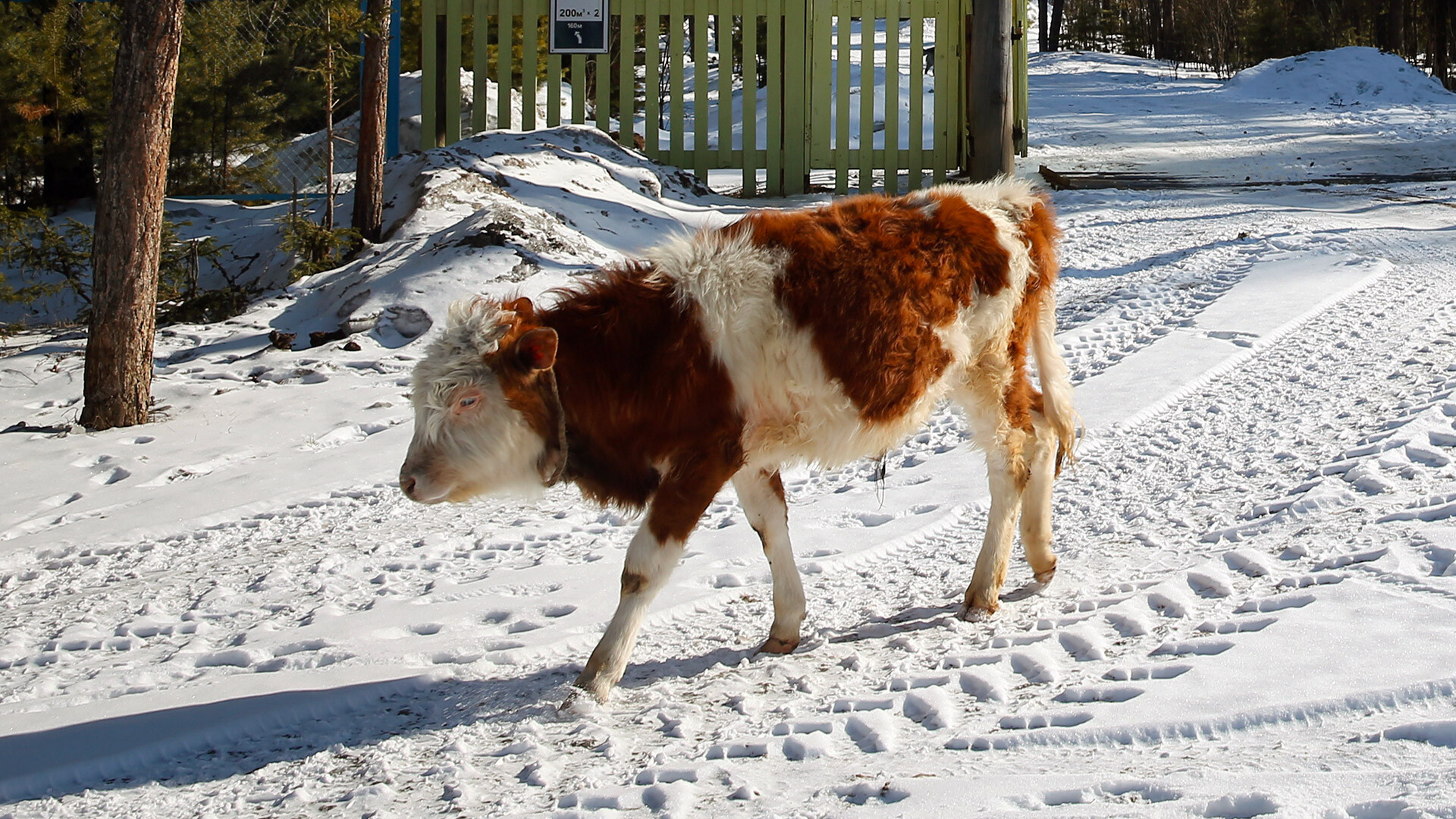 Una vaca avistada en una calle del pueblo de Kempendiay en Yakutia, 2017.  