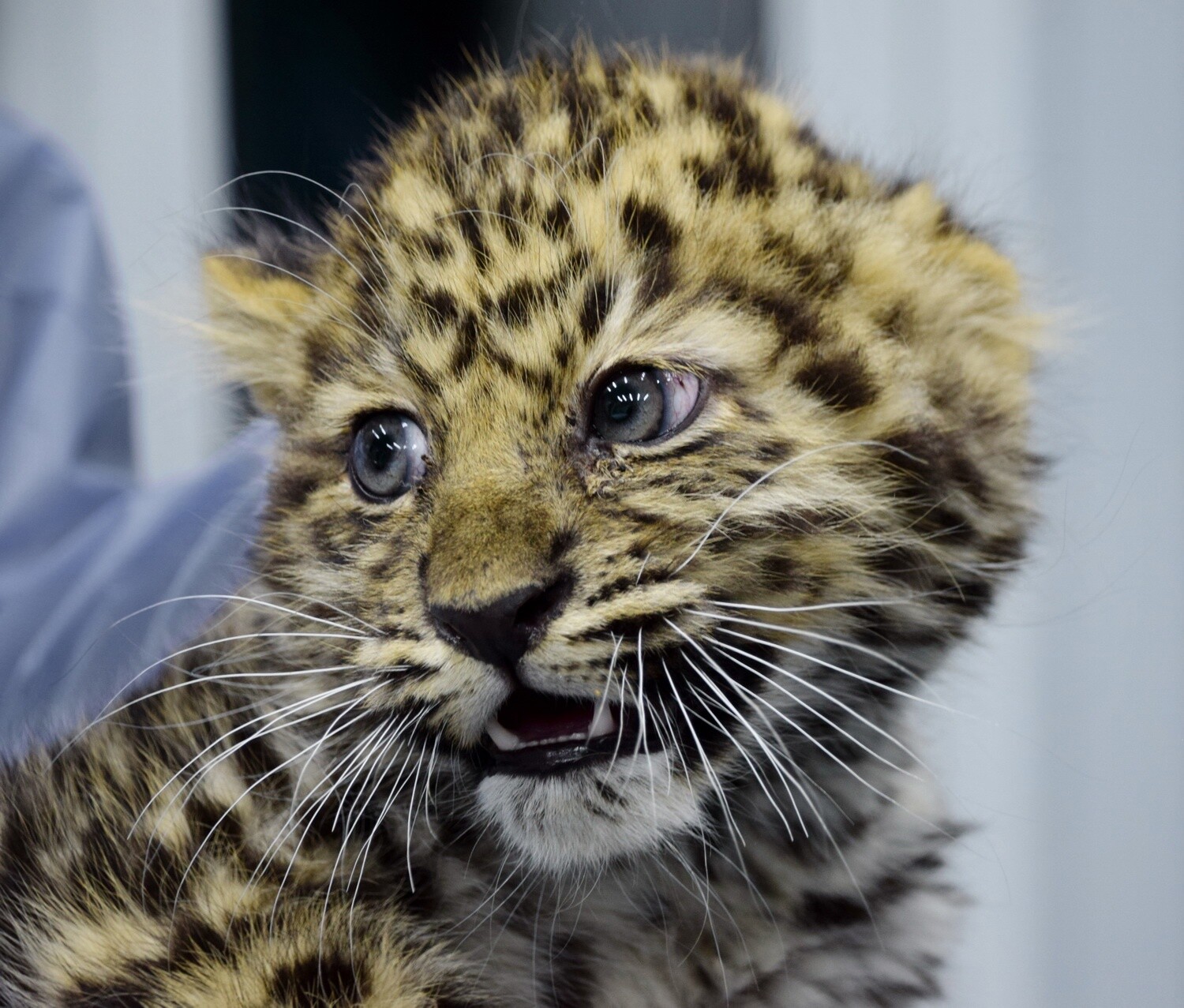 Eden izmed izgubljenih mladičkov amurskega leoparda