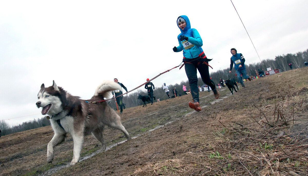Udeleženci teka s psi v Bitcevskem gozdu v Moskvi. 