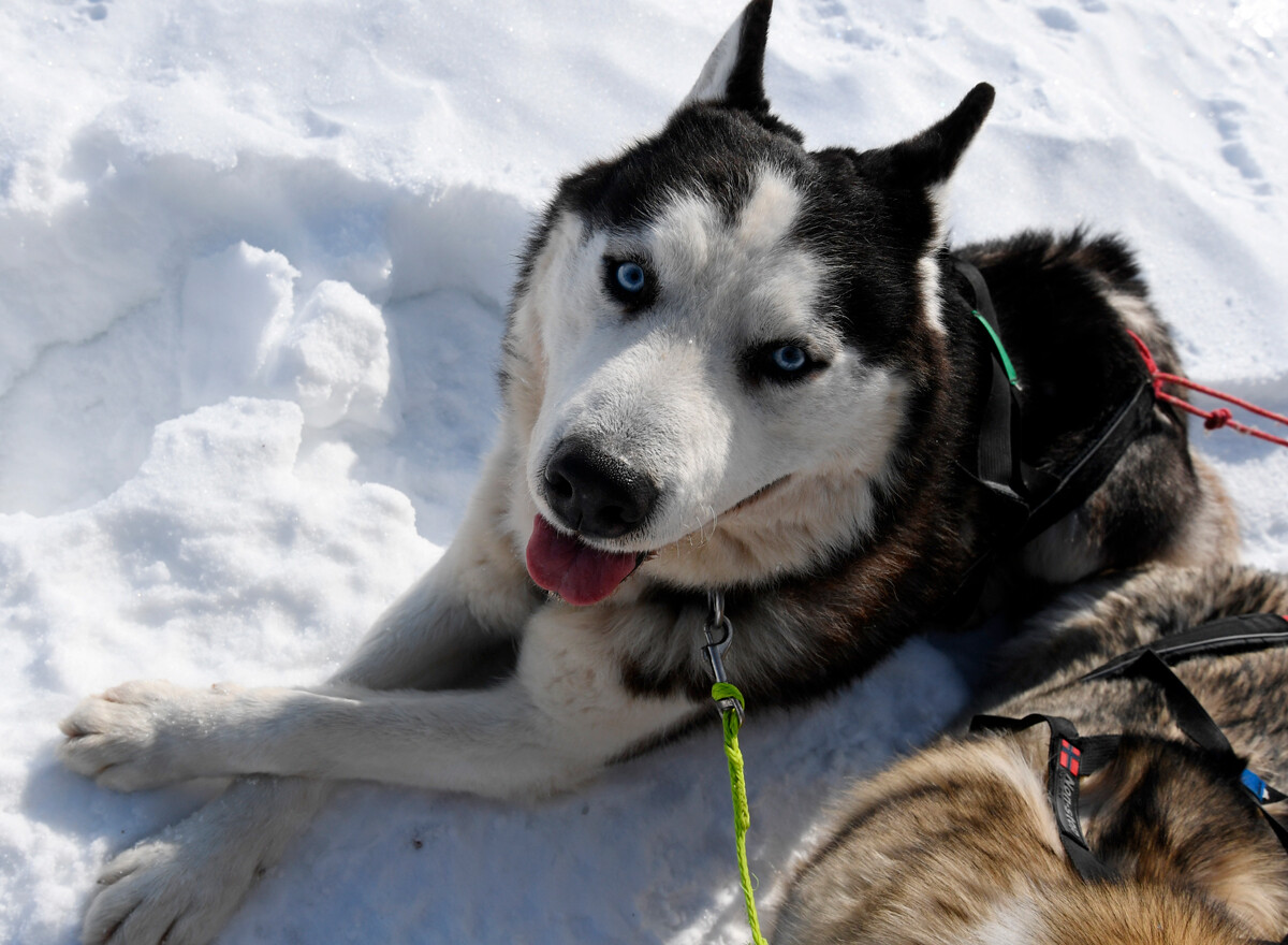The Siberian husky don’t get cold and they can sleep on the snow