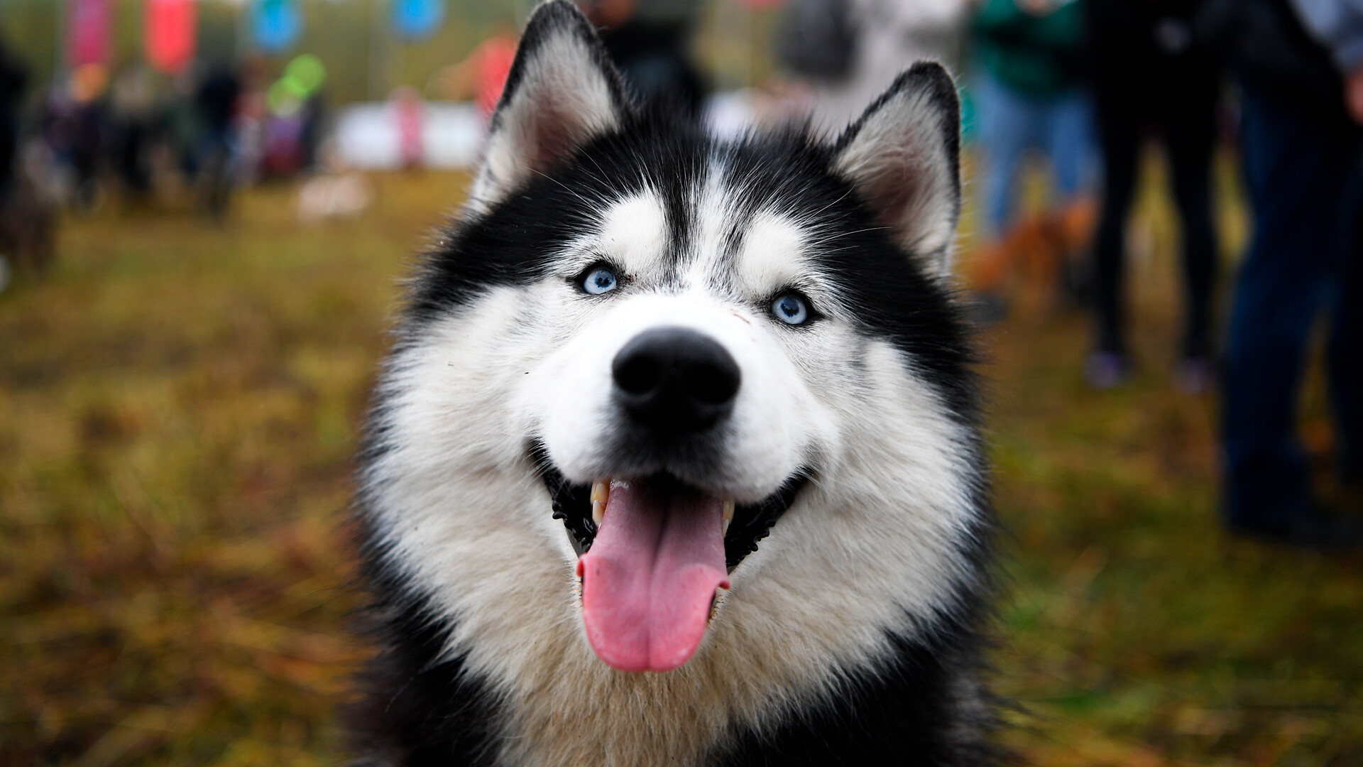 are siberian huskies considered a large breed